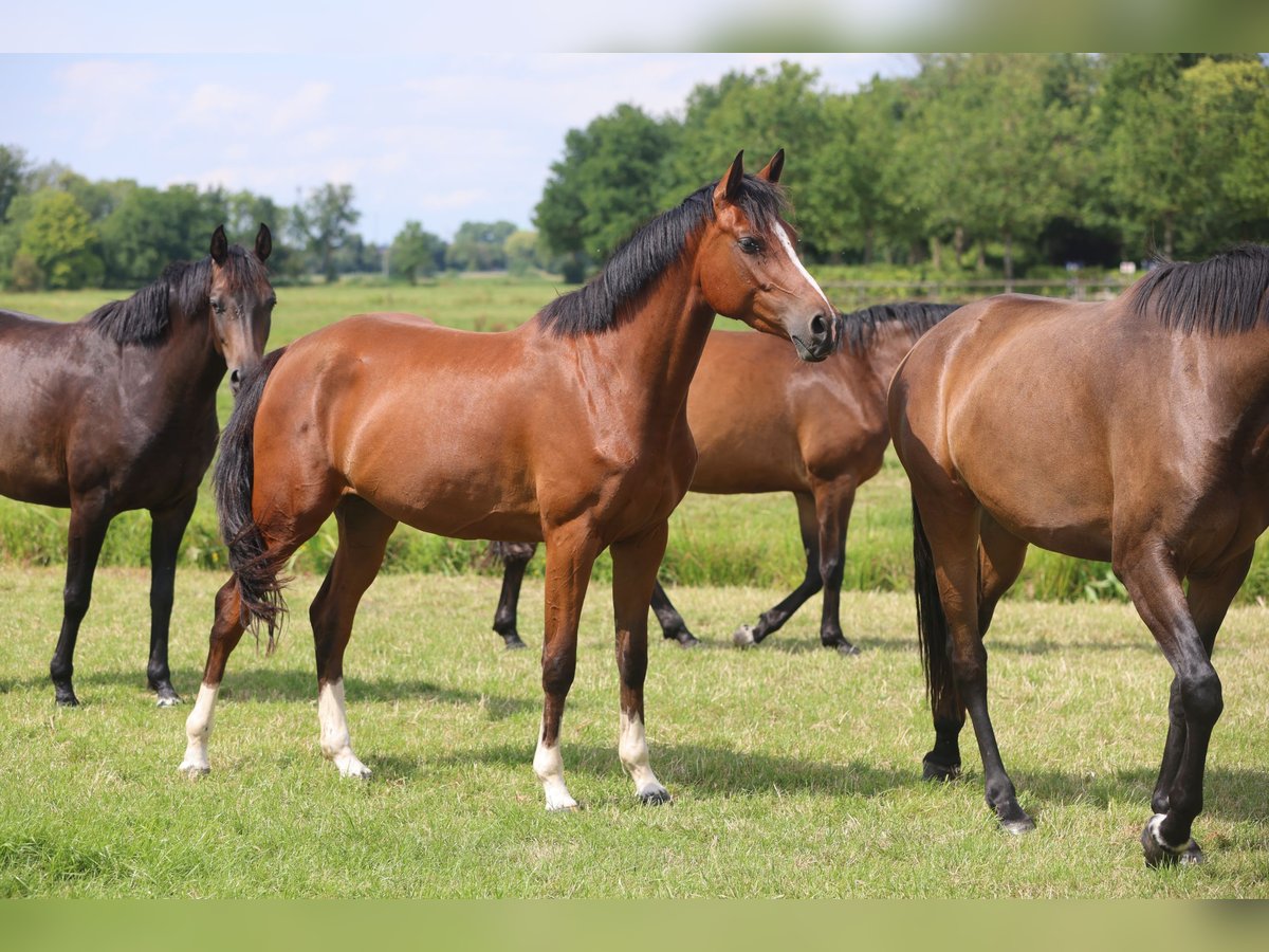 Caballo de salto Oldenburgo Yegua 3 años Castaño in Lemwerder