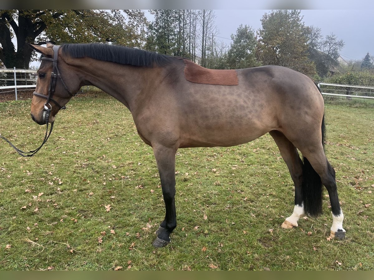 Caballo de salto Oldenburgo Yegua 4 años 163 cm Castaño in Gablingen