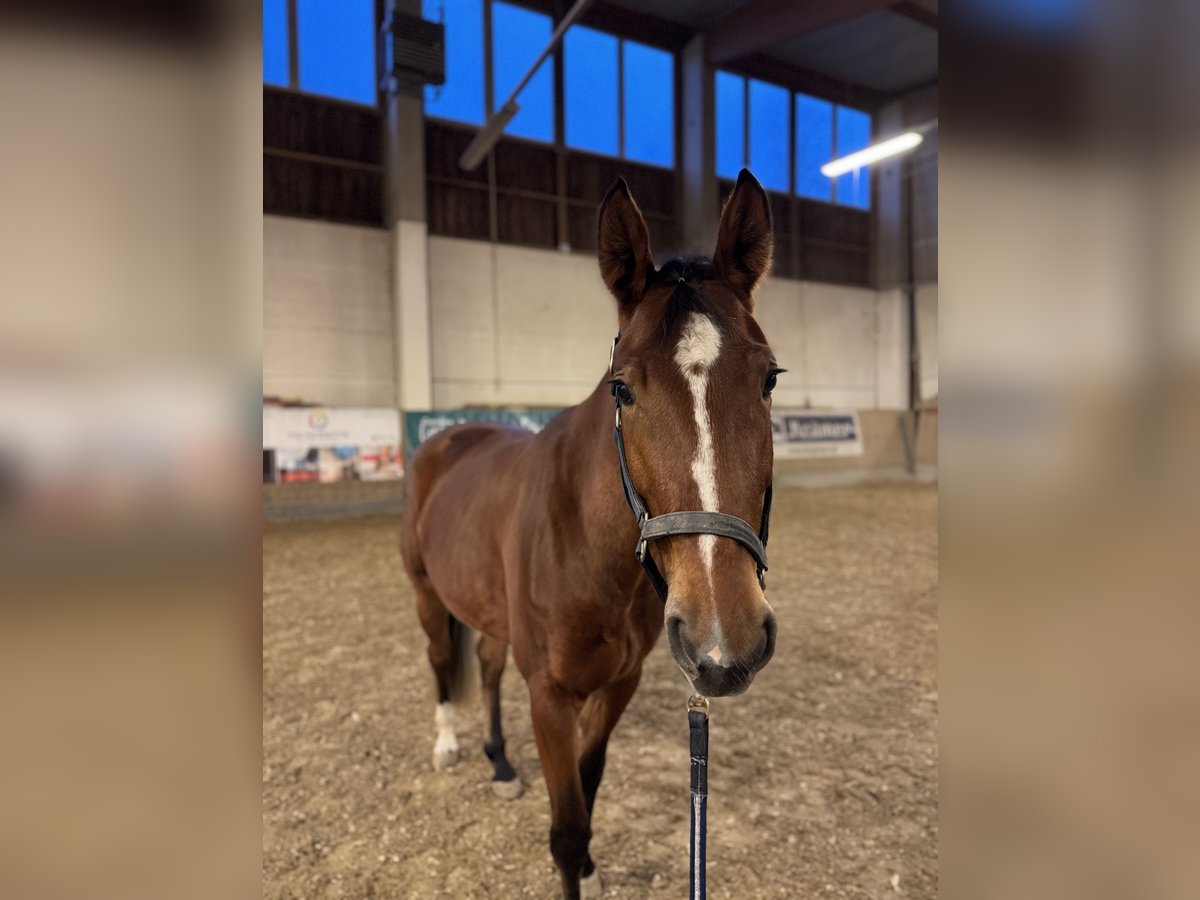 Caballo de salto Oldenburgo Yegua 4 años 164 cm Castaño in Linz