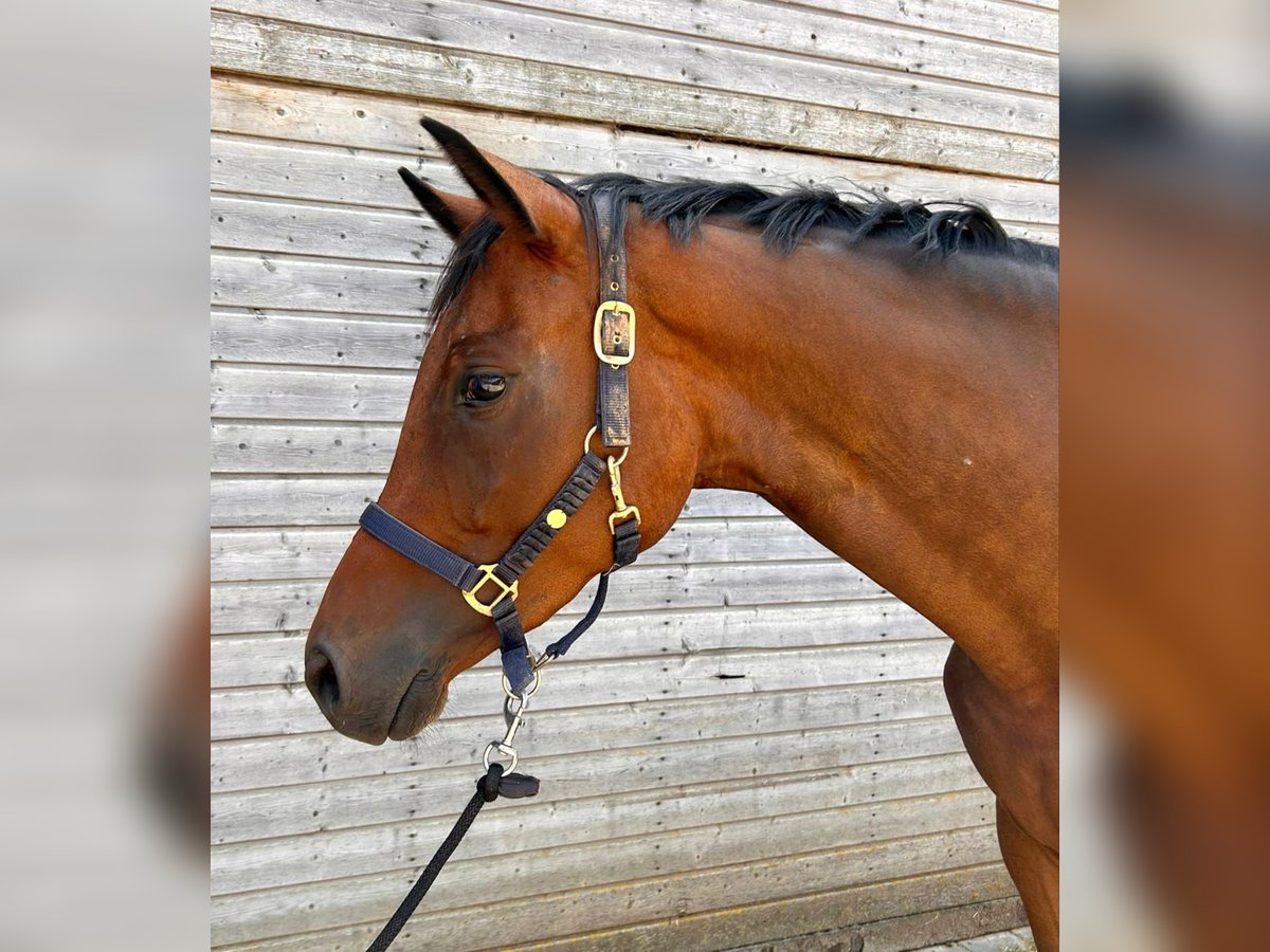 Caballo de salto Oldenburgo Yegua 4 años 165 cm Castaño in Dietfurt an der Altmühl