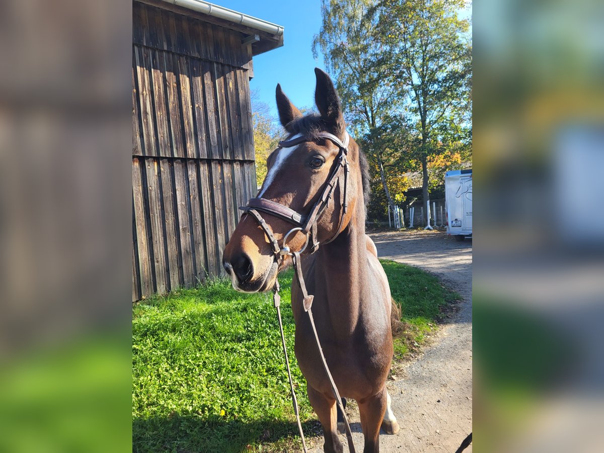 Caballo de salto Oldenburgo Yegua 4 años 165 cm Castaño in Großostheim