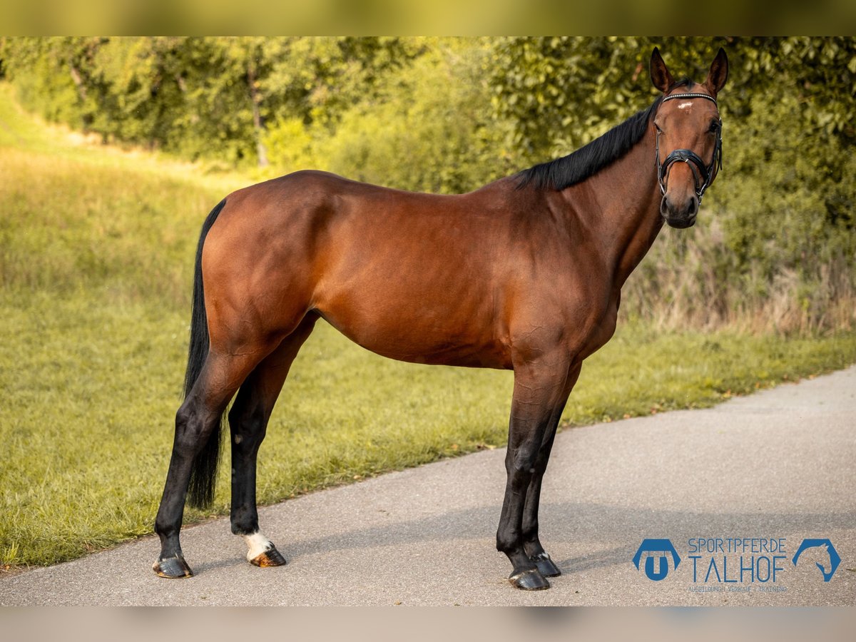 Caballo de salto Oldenburgo Yegua 4 años 165 cm Castaño in Korntal-Münchingen