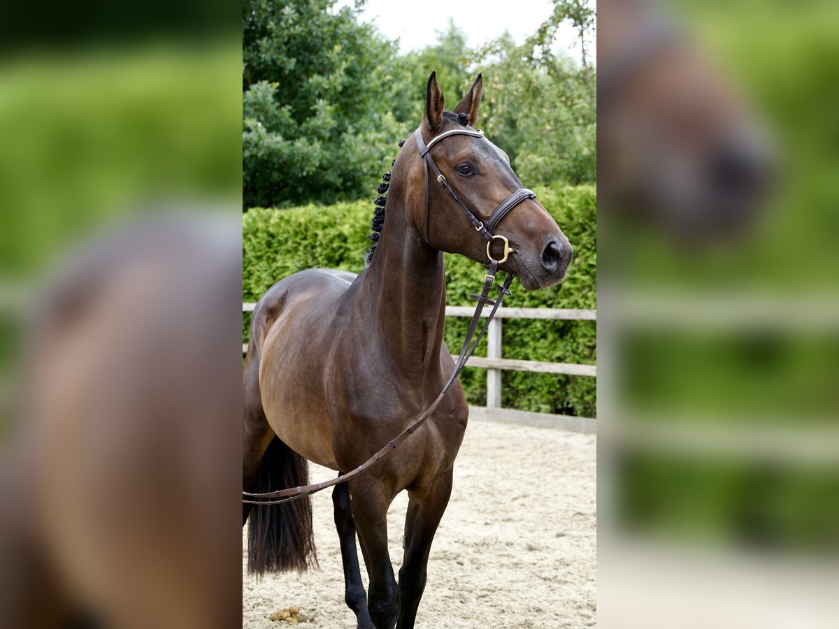 Caballo de salto Oldenburgo Yegua 4 años 168 cm Castaño oscuro in Lohne (Oldenburg)