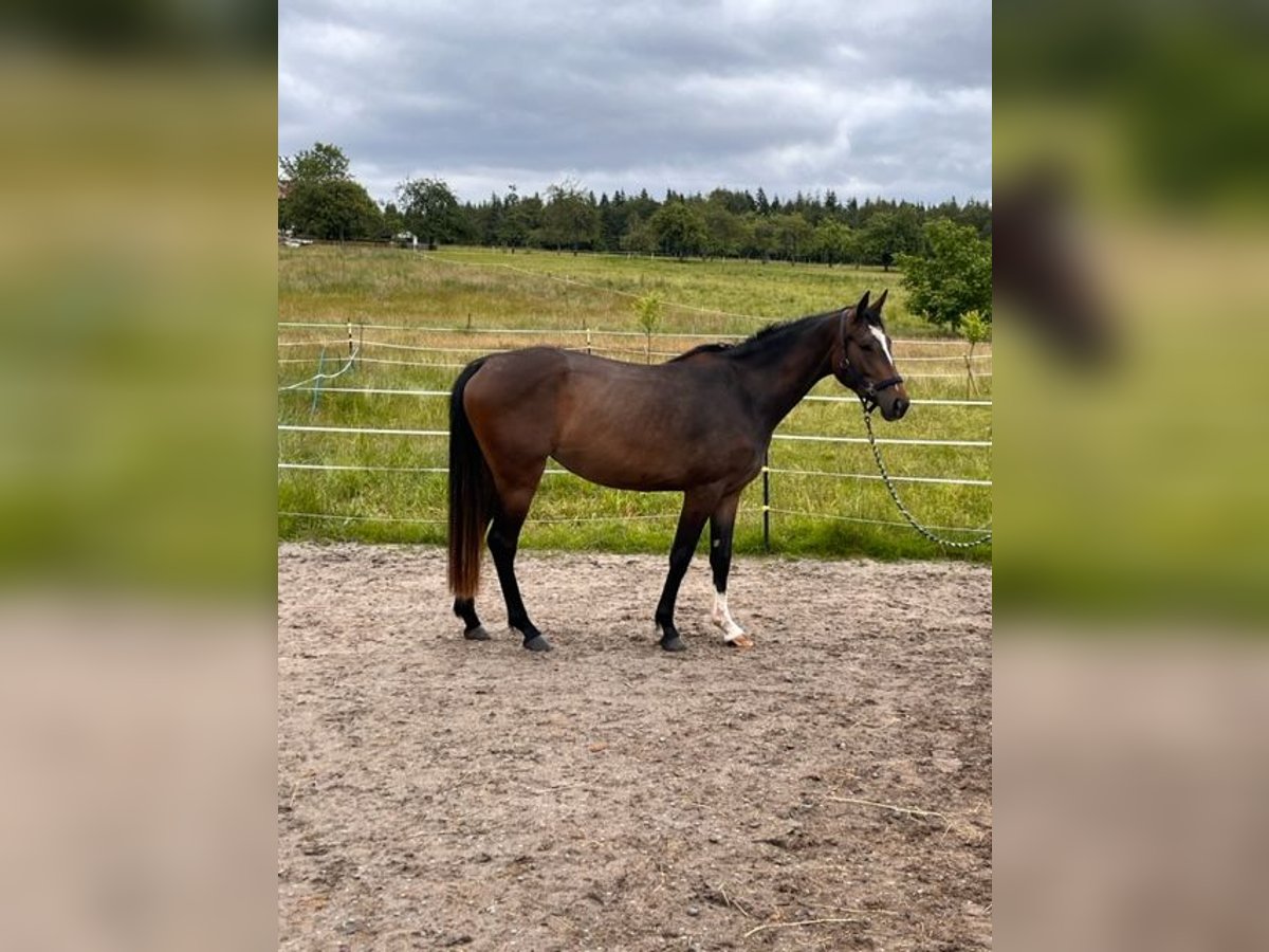 Caballo de salto Oldenburgo Yegua 4 años 168 cm Castaño oscuro in Pfalzgrafenweiler