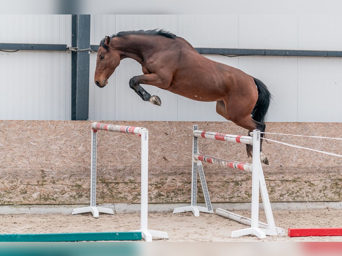 Caballo de salto Oldenburgo Yegua 4 años 168 cm Castaño rojizo in Zduchovice