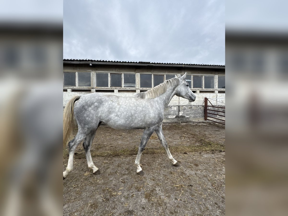 Caballo de salto Oldenburgo Yegua 4 años 168 cm Tordo in Schwedt/Oder Caballo de salto Oldenburgo Yegua 4 años 168 cm Tordo in Schwedt/Oder