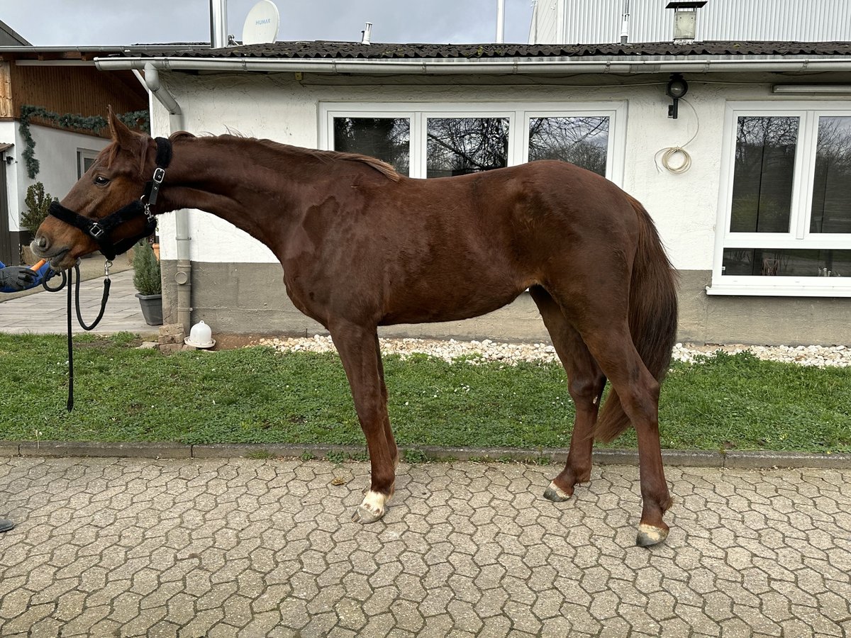 Caballo de salto Oldenburgo Yegua 4 años 170 cm Alazán-tostado in Bad Kreuznach