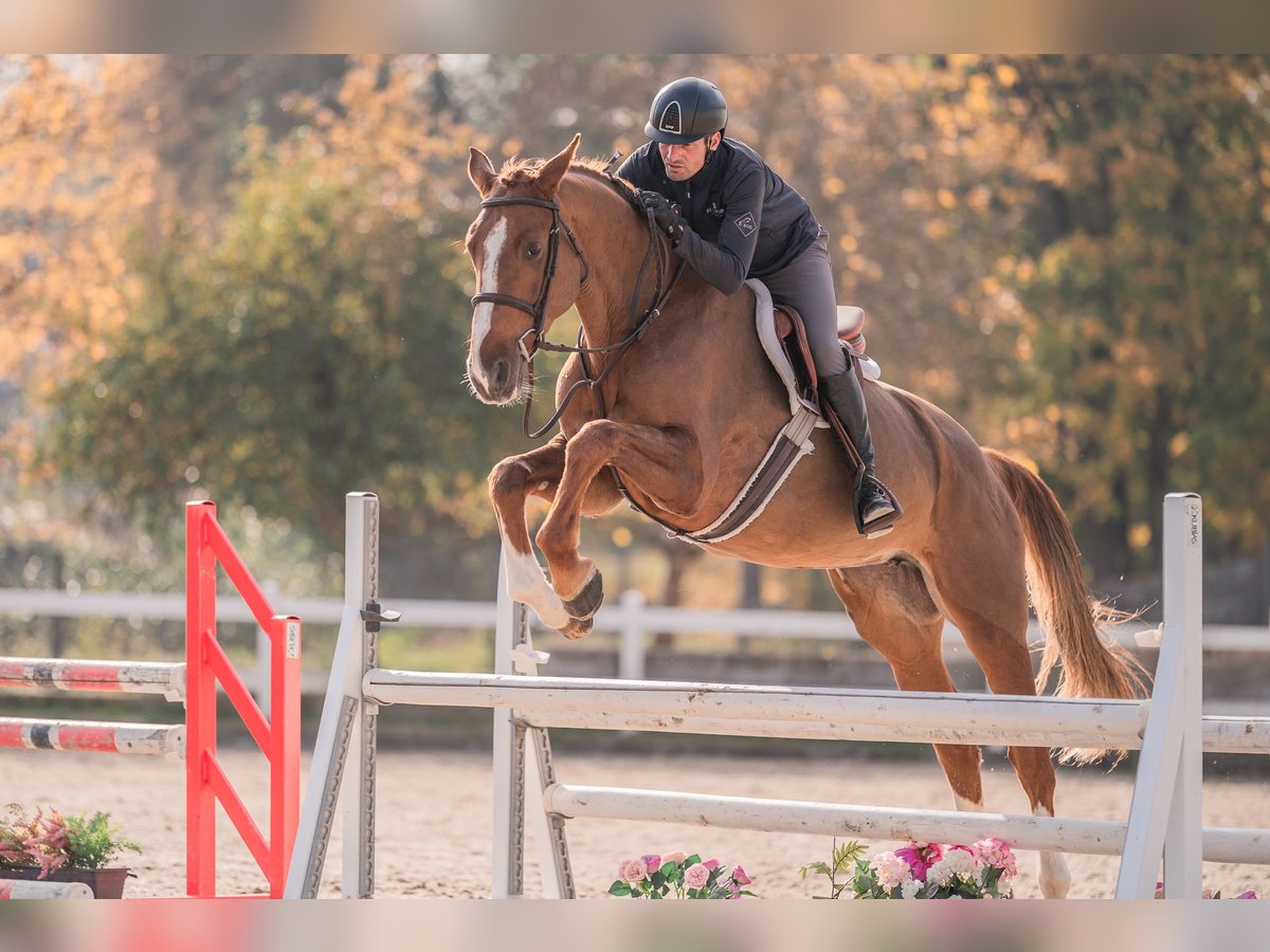 Caballo de salto Oldenburgo Yegua 4 años 170 cm Alazán-tostado in Zduchovice