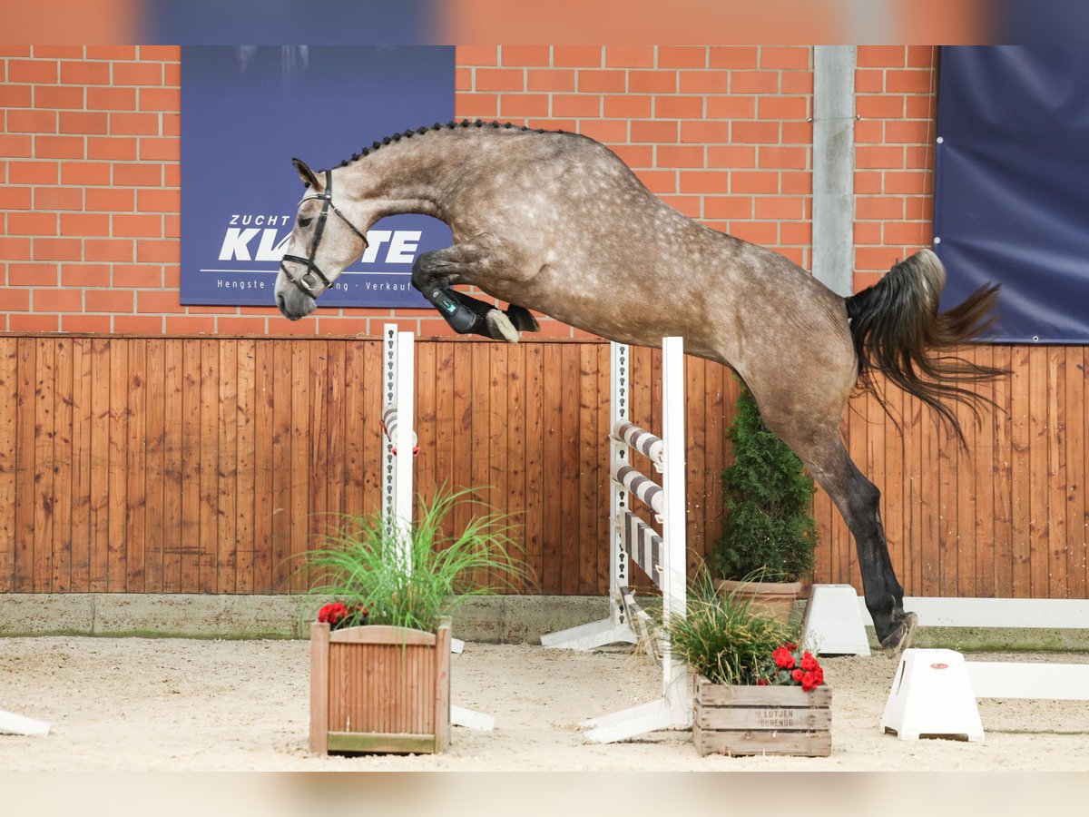 Caballo de salto Oldenburgo Yegua 4 años 170 cm Tordo in Lastrup