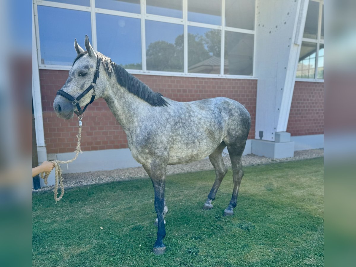 Caballo de salto Oldenburgo Yegua 4 años Tordo in Zülpich