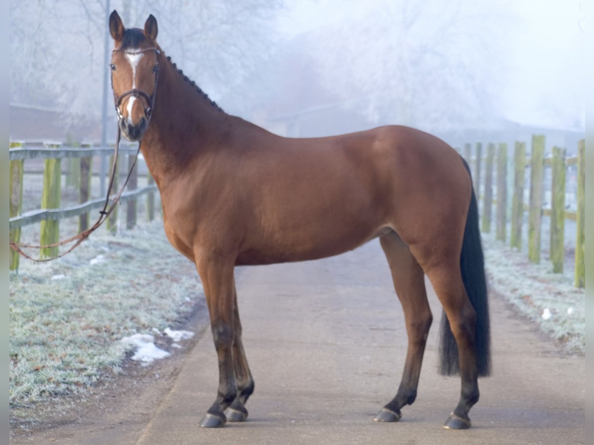 Caballo de salto Oldenburgo Yegua 5 años 160 cm Castaño in Herford