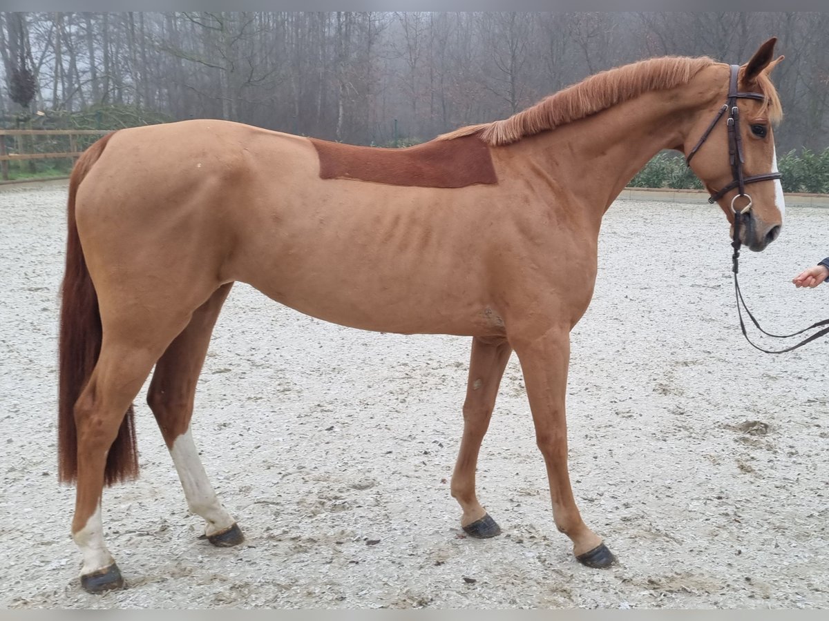 Caballo de salto Oldenburgo Yegua 5 años 163 cm Alazán in Wettrup