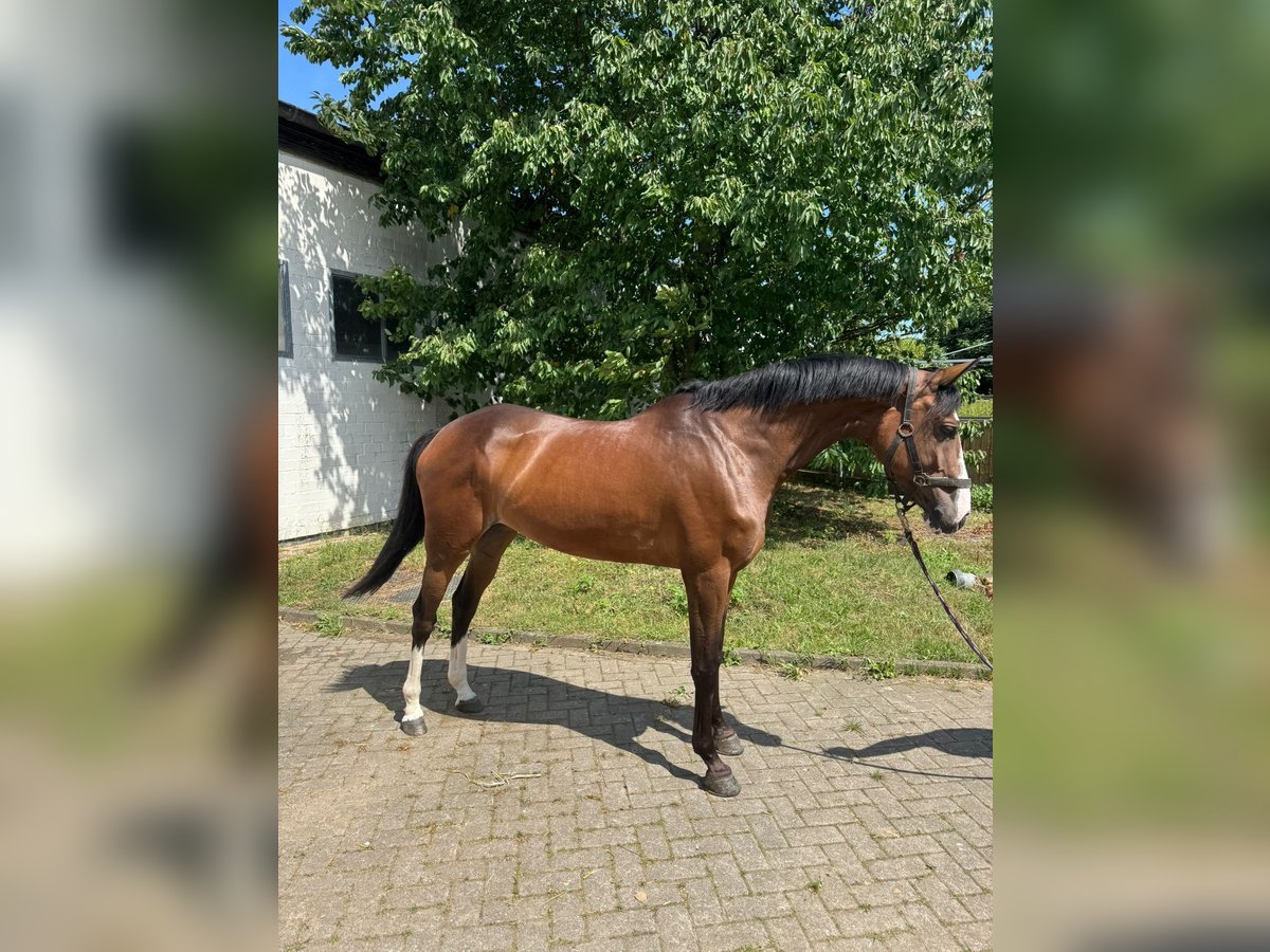 Caballo de salto Oldenburgo Yegua 5 años 163 cm Castaño in Osnabr&#xFC;ck