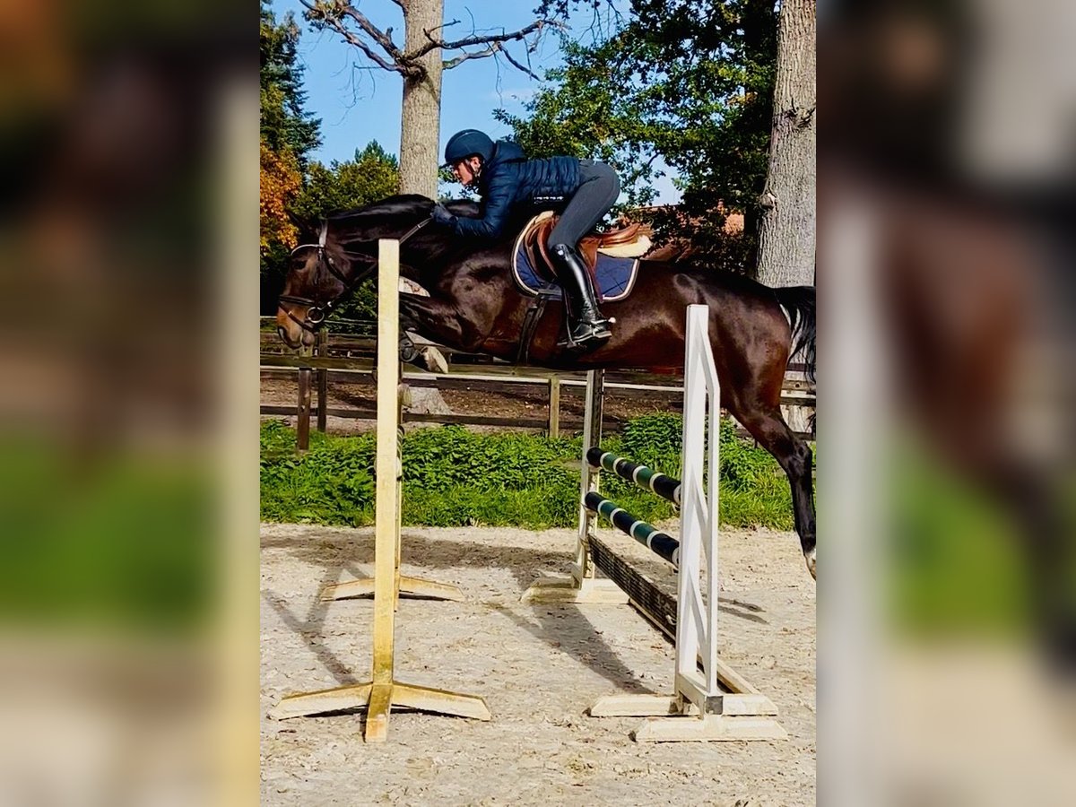 Caballo de salto Oldenburgo Yegua 5 años 163 cm Castaño oscuro in Celle