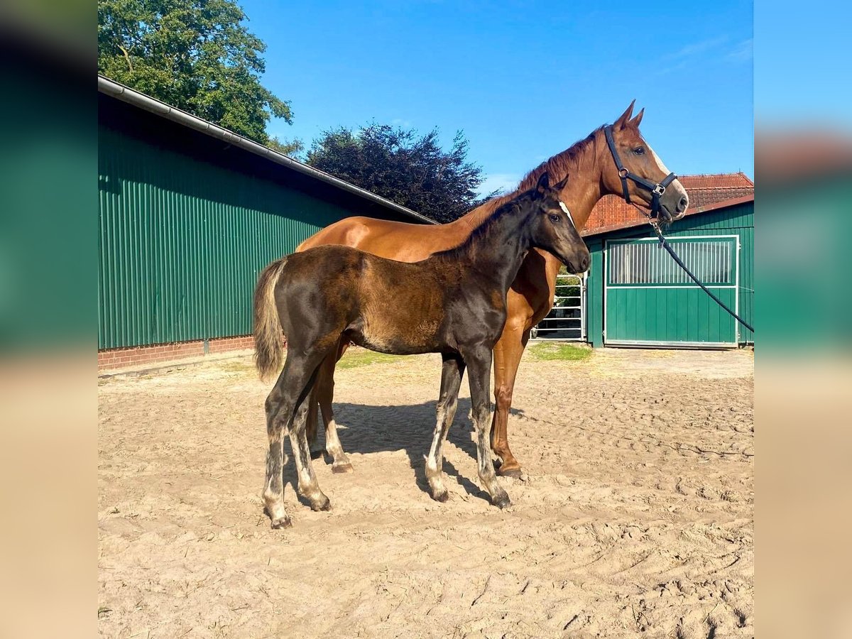 Caballo de salto Oldenburgo Yegua 5 años 164 cm Alazán in Hude (Oldenburg)