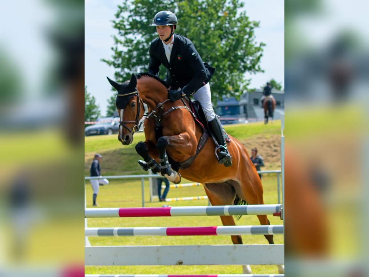 Caballo de salto Oldenburgo Yegua 5 años 165 cm Castaño in Hohen Wieschendorf