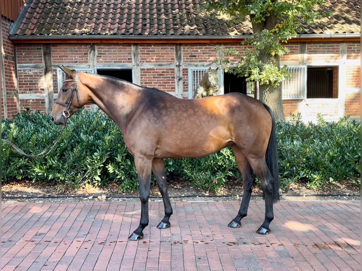 Caballo de salto Oldenburgo Yegua 5 años 166 cm Castaño in Lohne (Oldenburg)