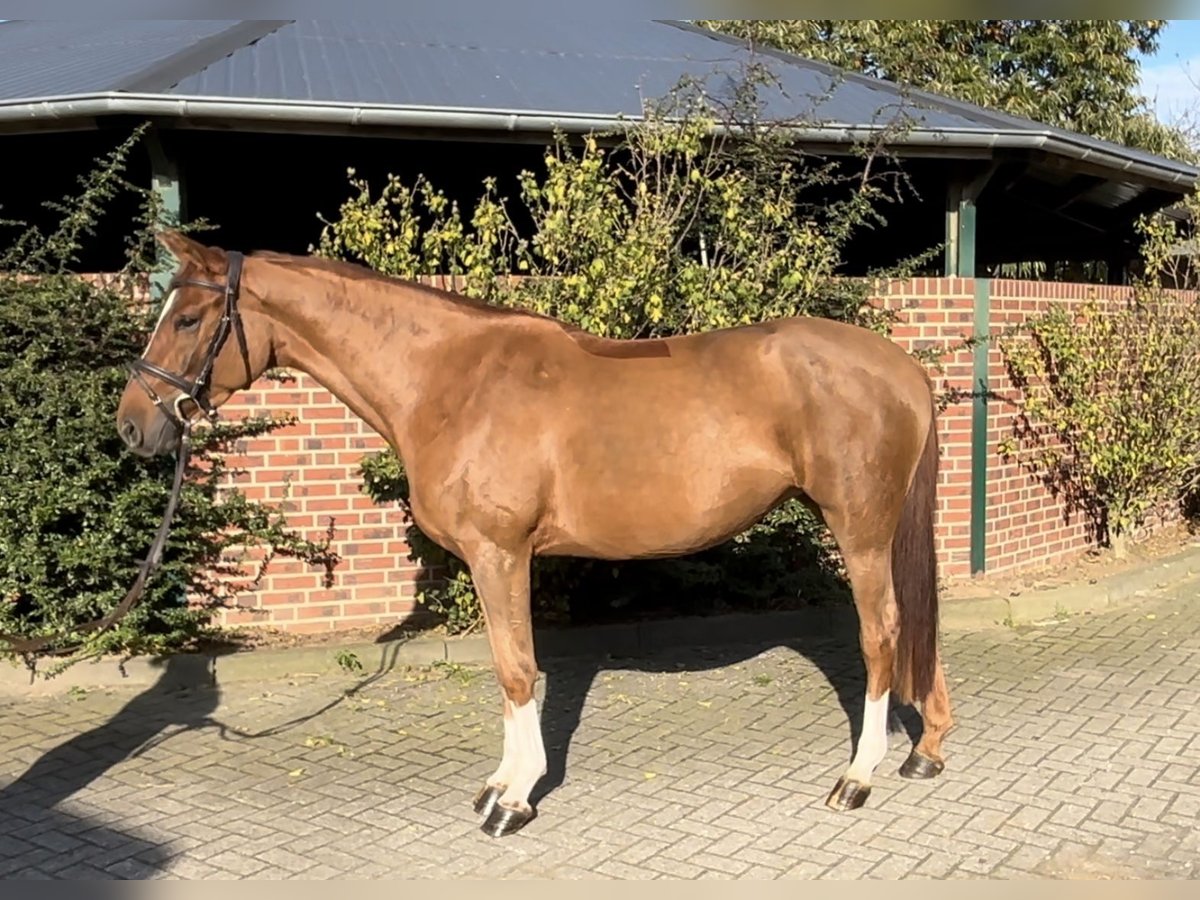 Caballo de salto Oldenburgo Yegua 5 años 167 cm Alazán in Nettetal