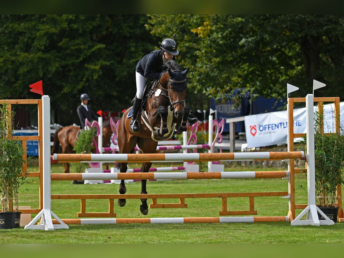 Caballo de salto Oldenburgo Yegua 5 años 167 cm Castaño in Ganderkesee