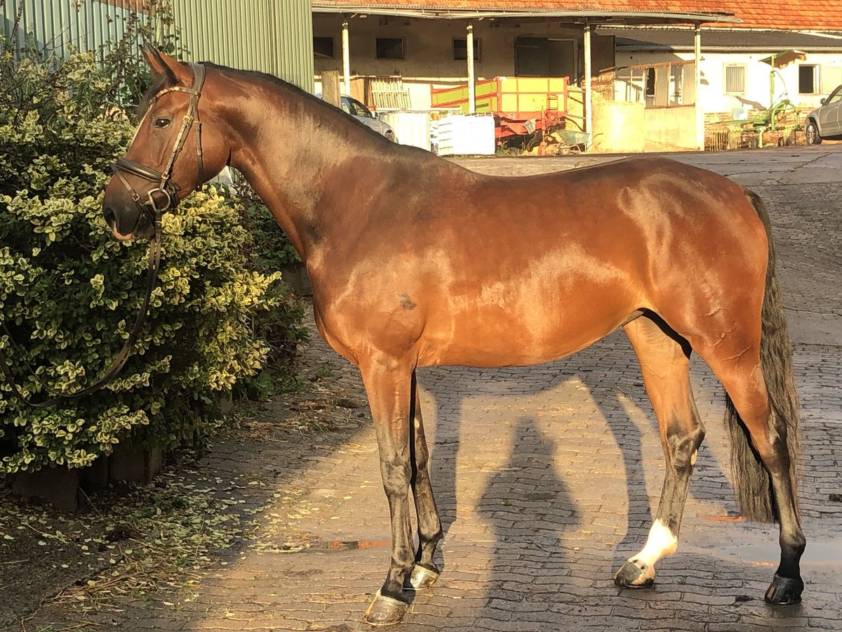 Caballo de salto Oldenburgo Yegua 5 años 168 cm Castaño in Hiddenhausen