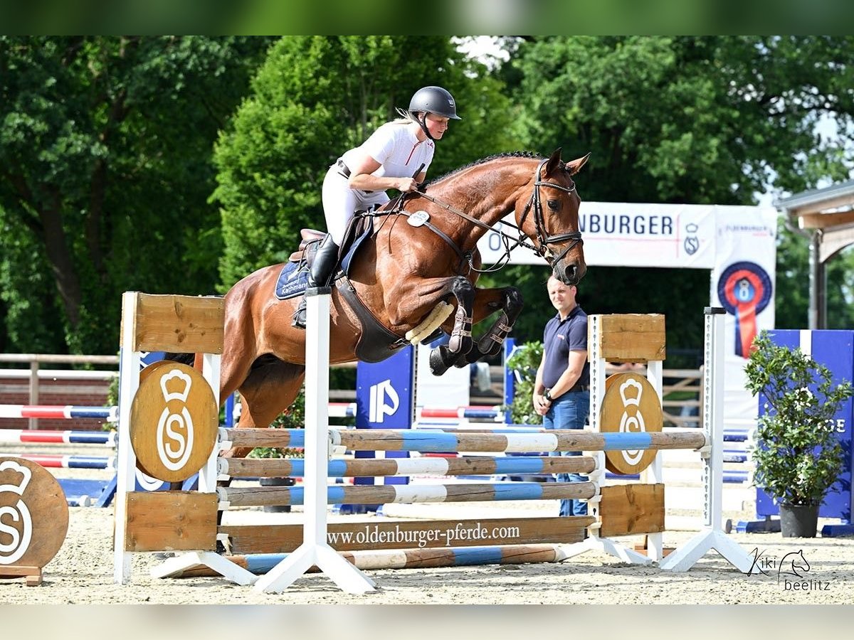 Caballo de salto Oldenburgo Yegua 5 años 168 cm Castaño in Wallenhorst