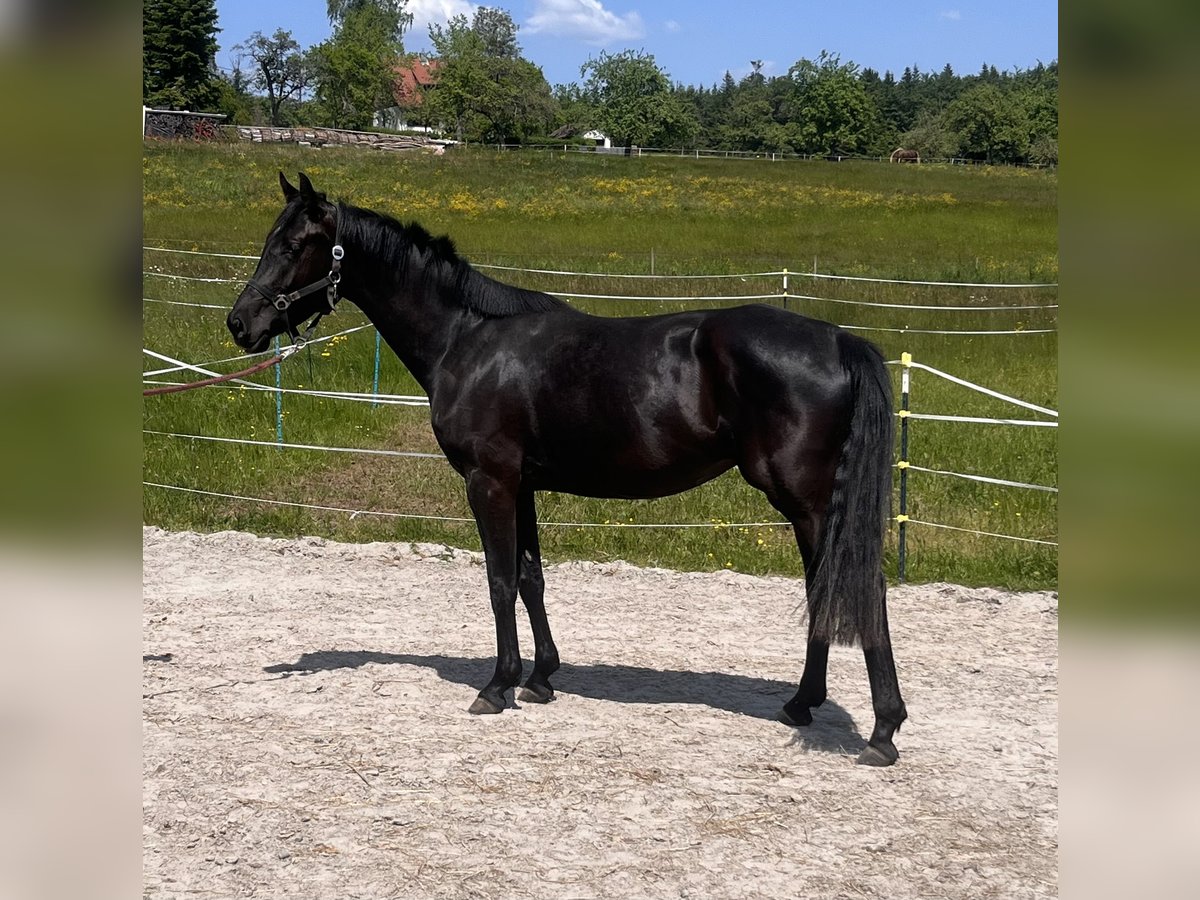 Caballo de salto Oldenburgo Yegua 5 años 168 cm Morcillo in Bensheim