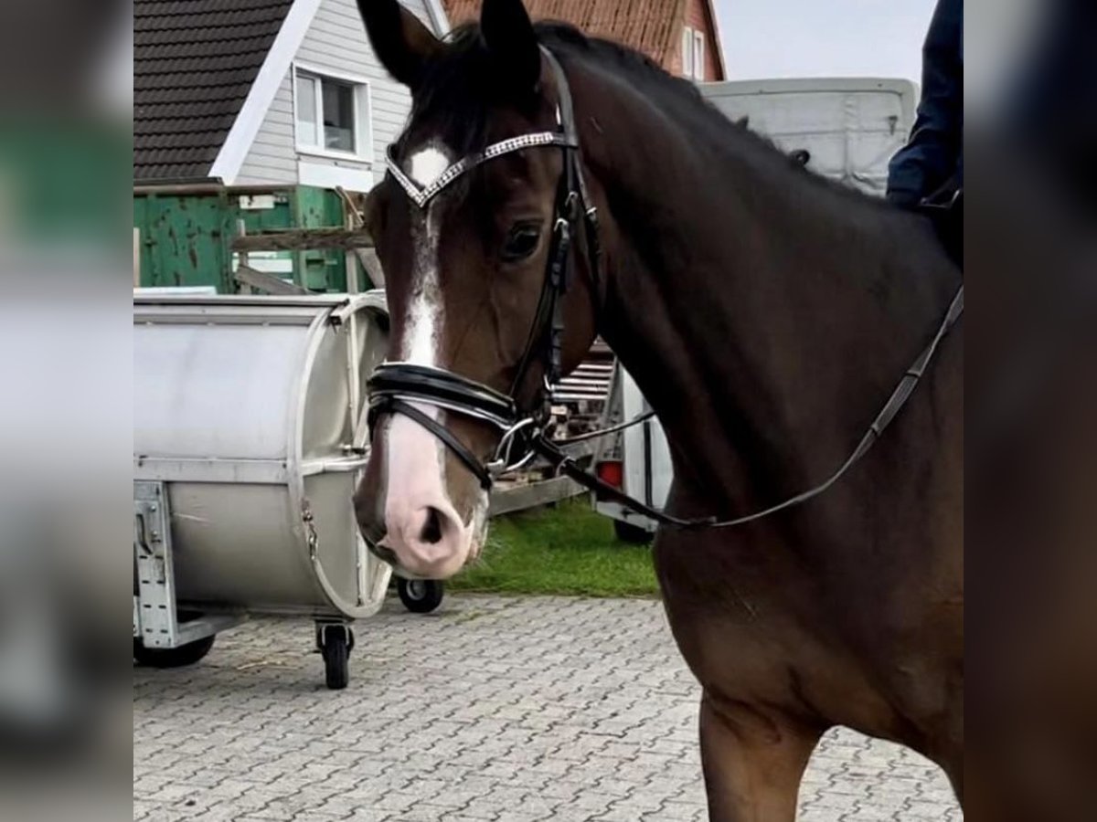 Caballo de salto Oldenburgo Yegua 5 años 171 cm Castaño oscuro in Weiden bei Rechnitz