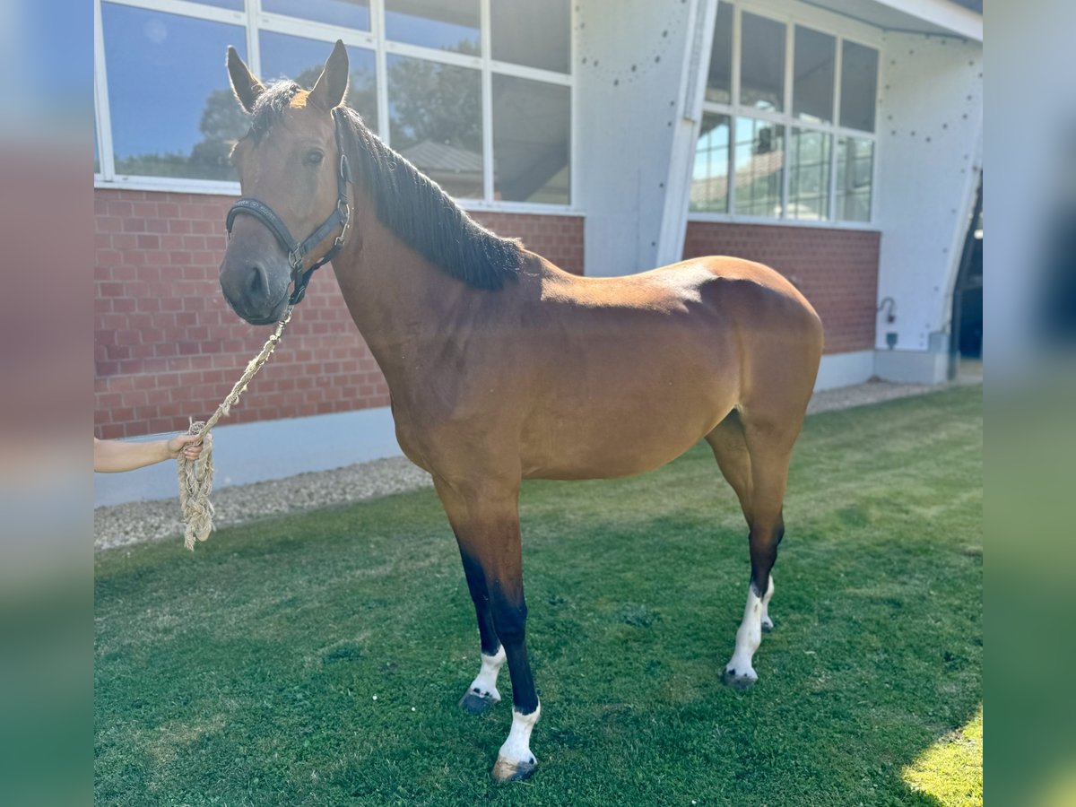 Caballo de salto Oldenburgo Yegua 5 años Castaño in Zülpich