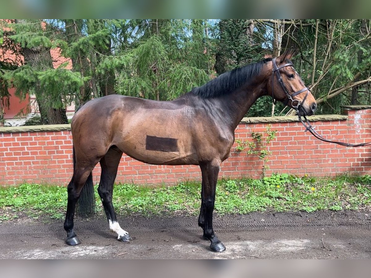 Caballo de salto Oldenburgo Yegua 6 años 166 cm Castaño oscuro in Lachendorf