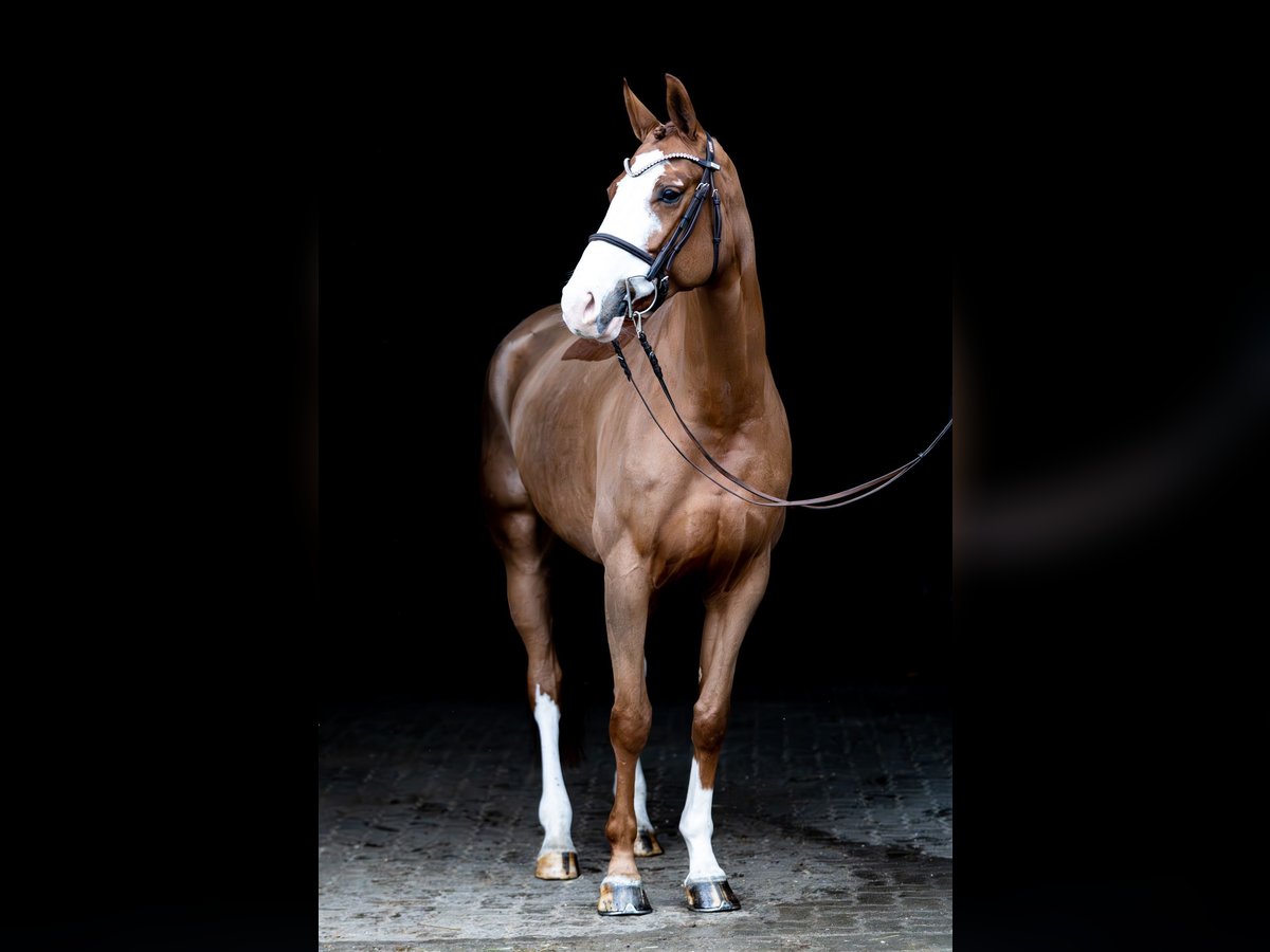 Caballo de salto Oldenburgo Yegua 6 años 167 cm Alazán-tostado in Altenberge