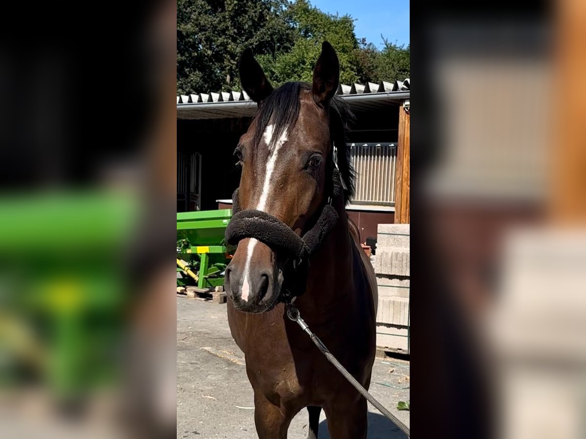 Caballo de salto Oldenburgo Yegua 6 años 167 cm Castaño in Lindlar