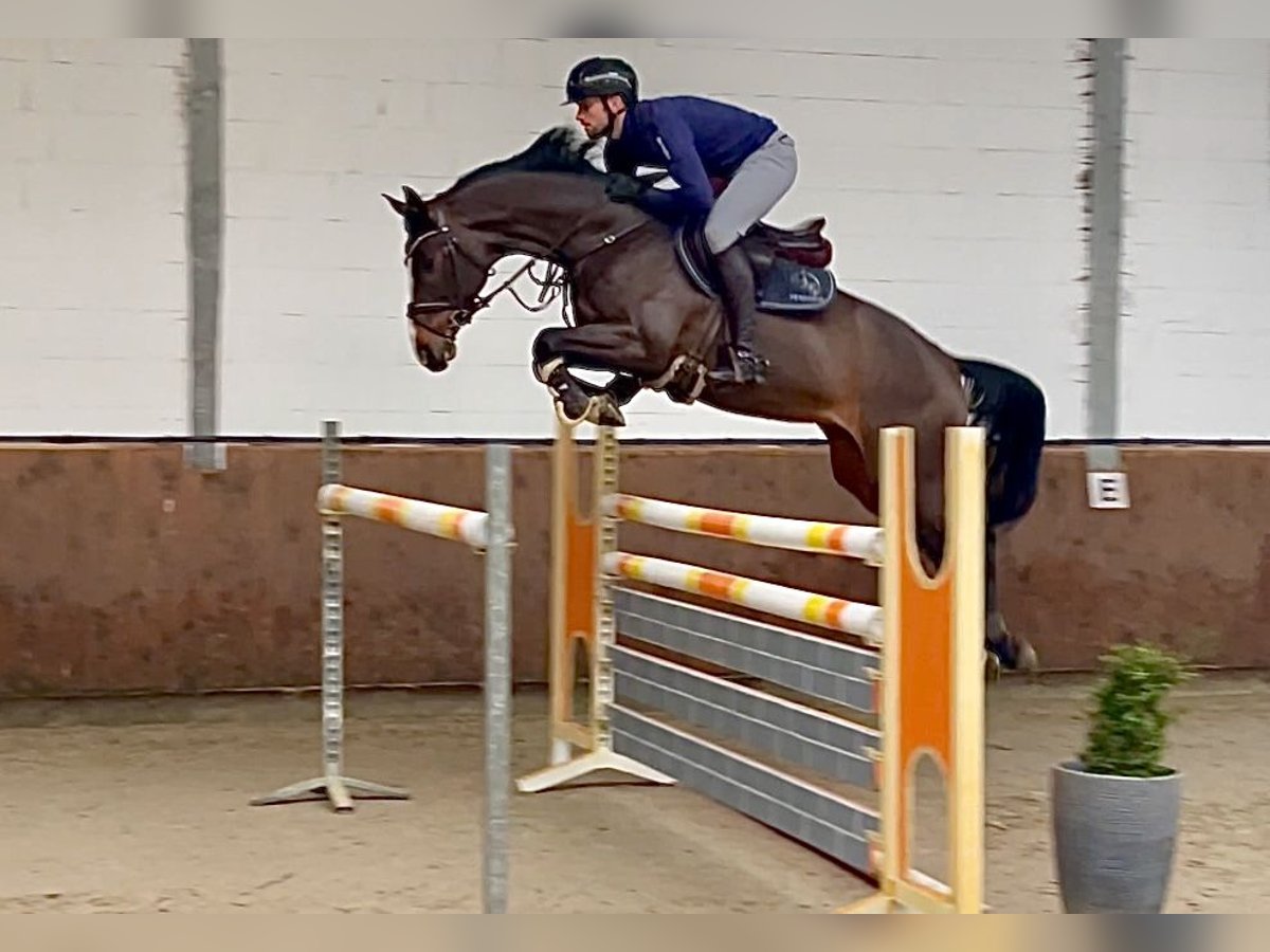 Caballo de salto Oldenburgo Yegua 6 años 167 cm Castaño oscuro in Lohne (Oldenburg)