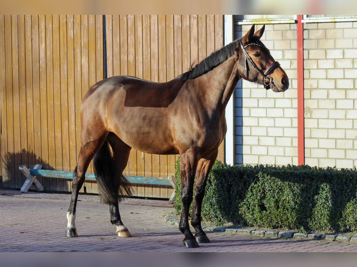 Caballo de salto Oldenburgo Yegua 6 años 168 cm Castaño in Wedemark