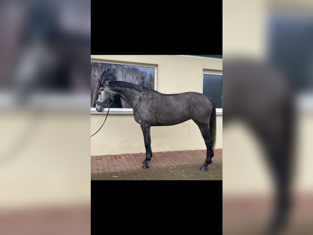 Caballo de salto Oldenburgo Yegua 6 años 169 cm Tordillo negro in Walzbachta