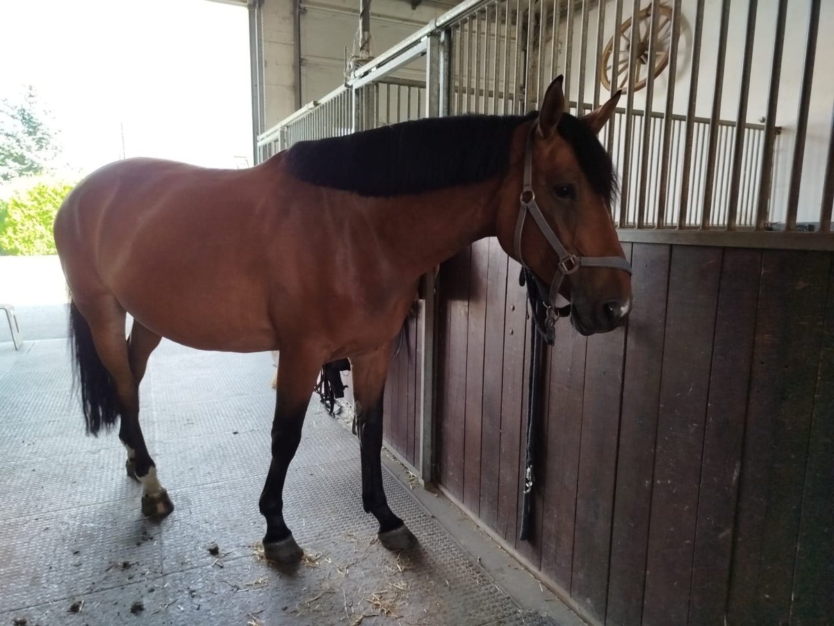 Caballo de salto Oldenburgo Yegua 6 años 170 cm Castaño in Neresheim