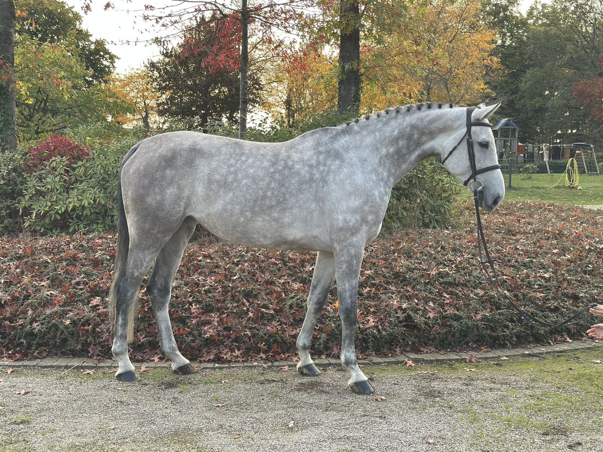 Caballo de salto Oldenburgo Yegua 6 años 170 cm Tordo in Sassenberg Caballo de salto Oldenburgo Yegua 6 años 170 cm Tordo in Sassenberg