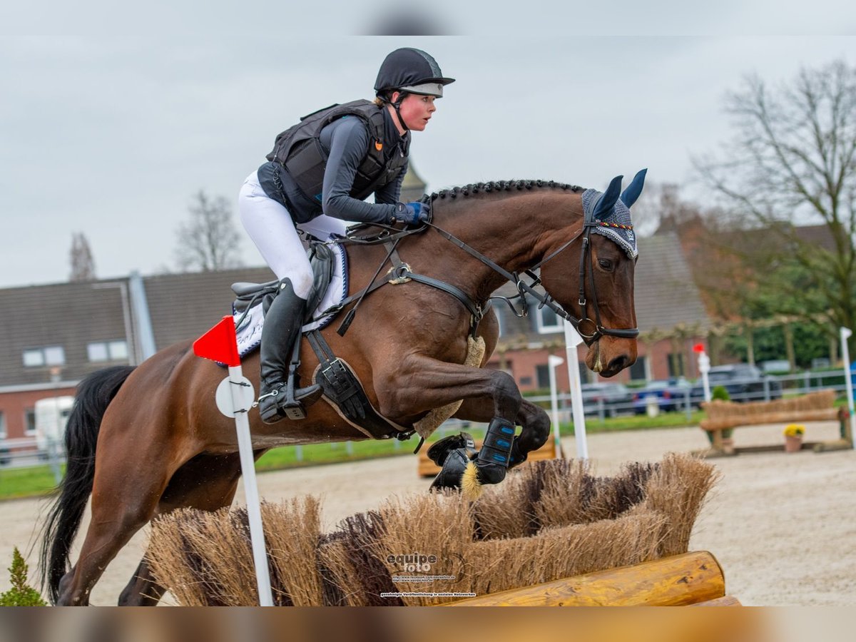 Caballo de salto Oldenburgo Yegua 6 años 172 cm Castaño in Warendorf