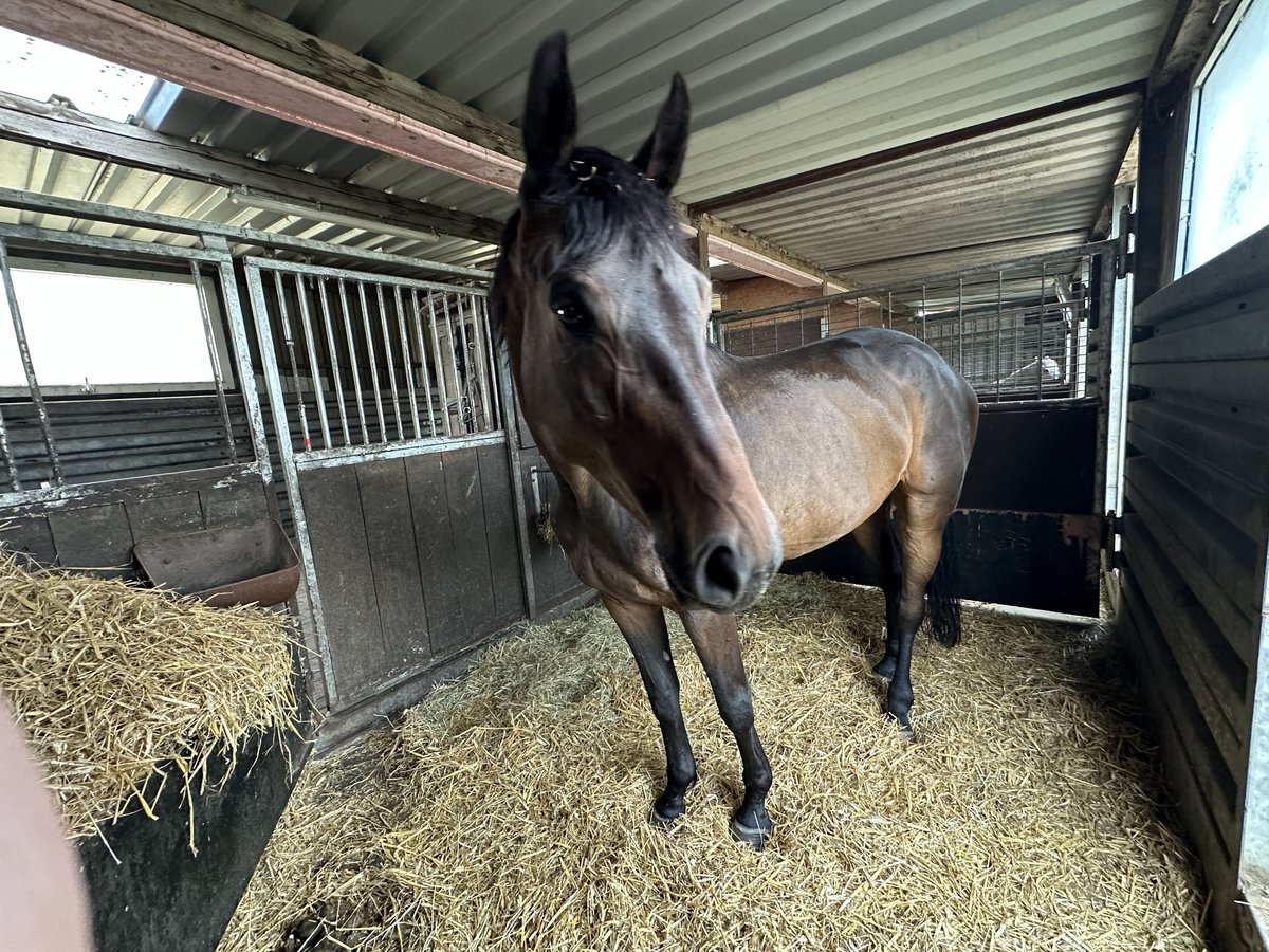 Caballo de salto Oldenburgo Yegua 6 años 172 cm Castaño in Neuenkirchen