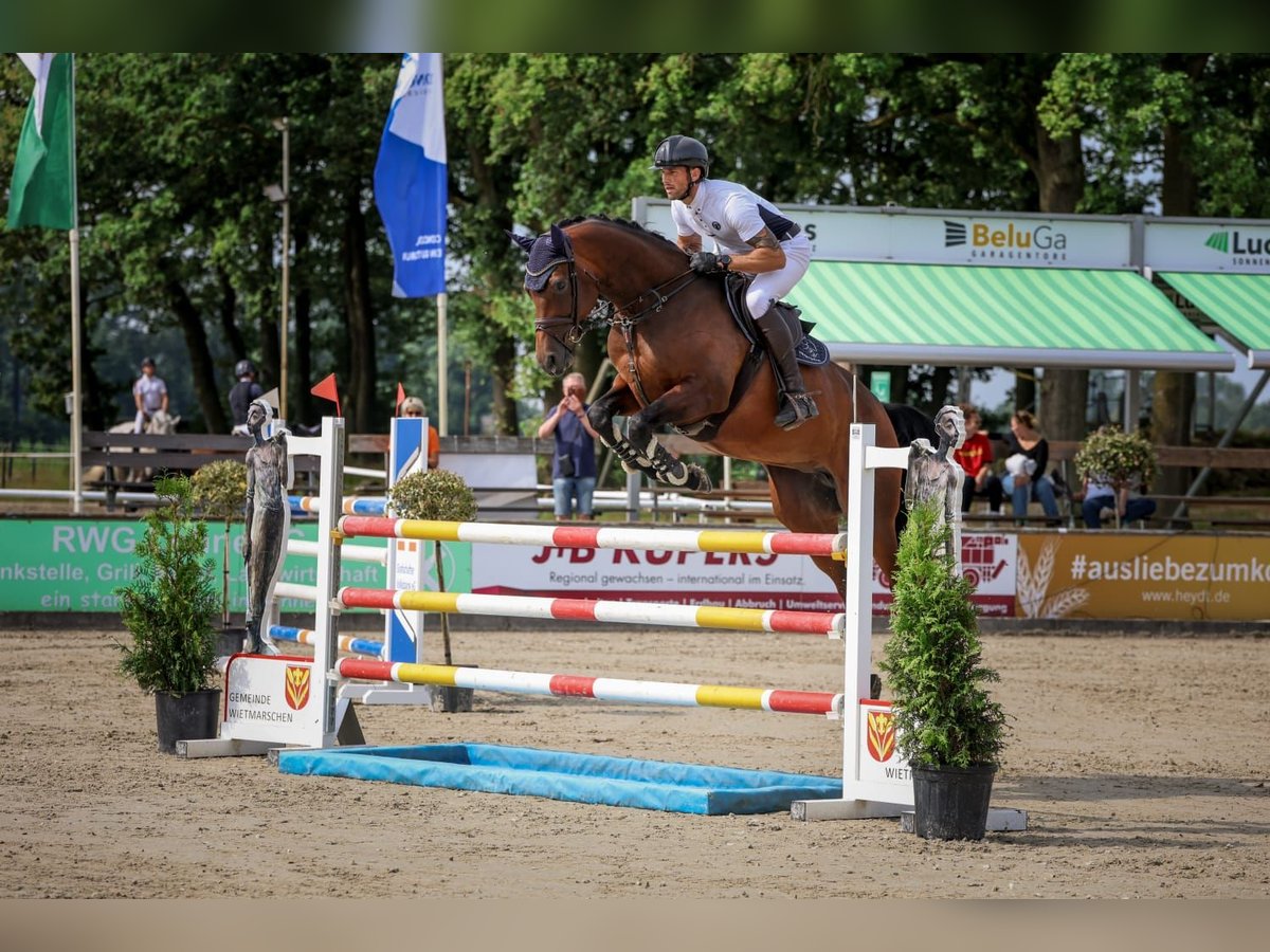 Caballo de salto Oldenburgo Yegua 6 años 173 cm Castaño in Lohne (Oldenburg)