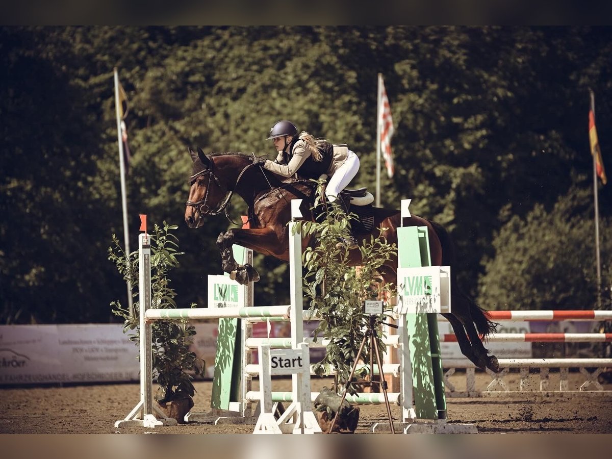 Caballo de salto Oldenburgo Yegua 6 años 177 cm Castaño oscuro in Wallenhorst