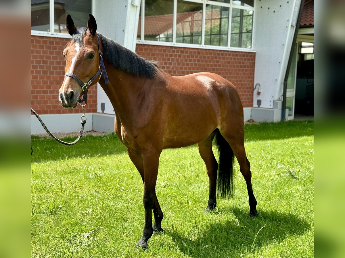 Caballo de salto Oldenburgo Yegua 6 años Castaño in Zülpich