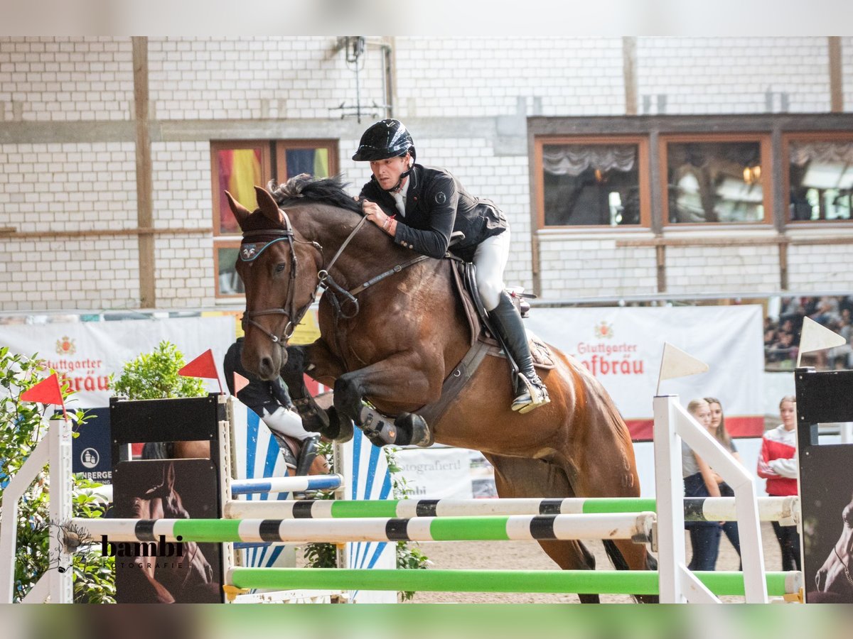 Caballo de salto Oldenburgo Yegua 7 años 167 cm Castaño in Loßburg