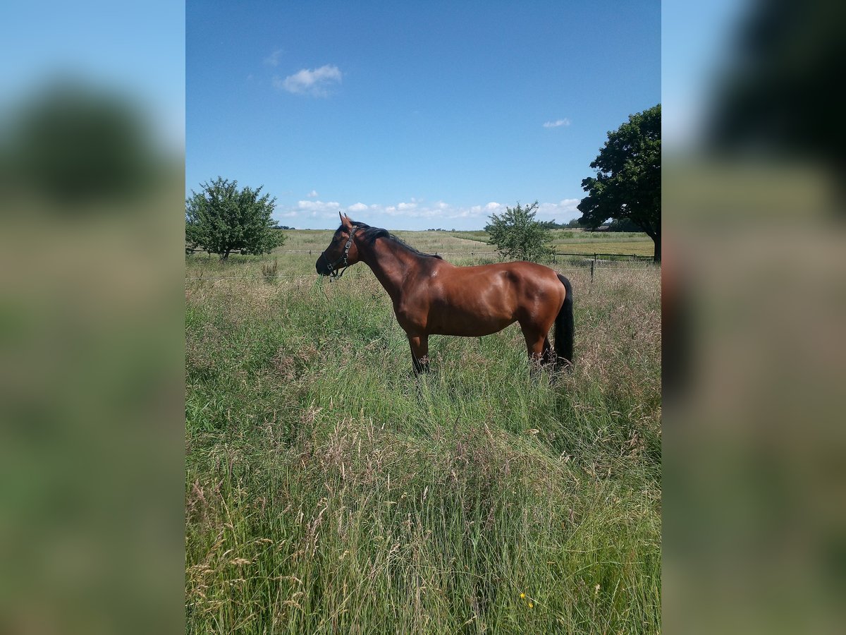 Caballo de salto Oldenburgo Yegua 7 años 170 cm Castaño oscuro in Welzheim