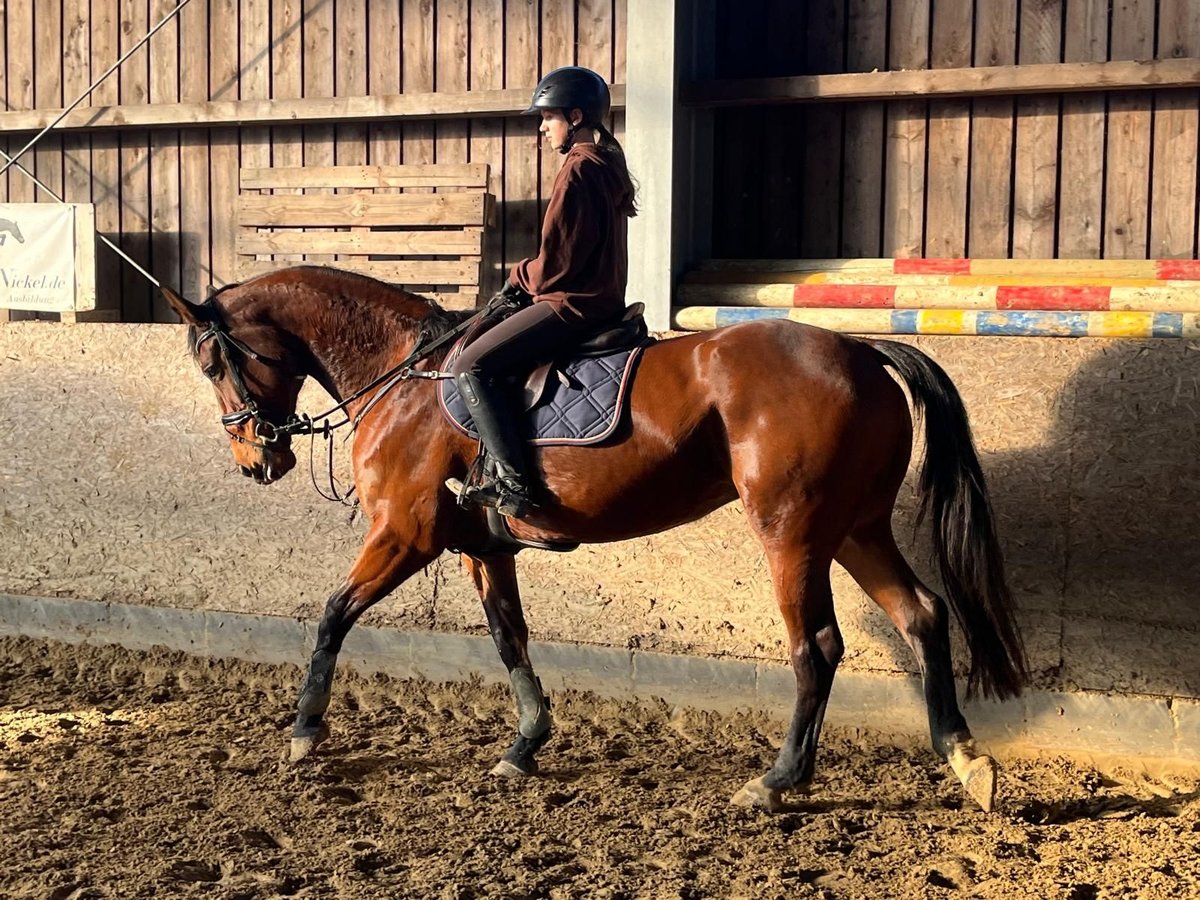 Caballo de salto Oldenburgo Yegua 8 años 166 cm Castaño in Gummersbach