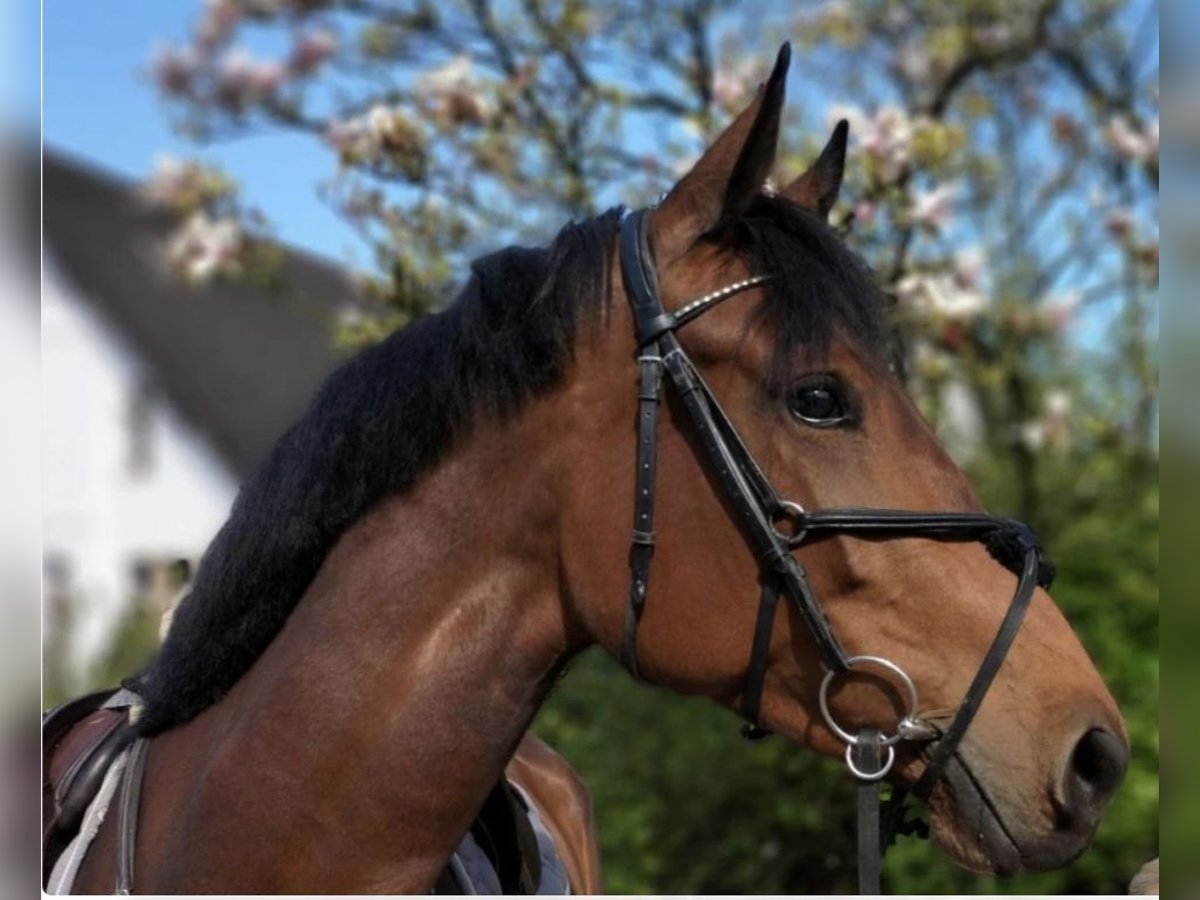 Caballo de salto Oldenburgo Yegua 8 años 168 cm Castaño in Chemnitz, Sachsen