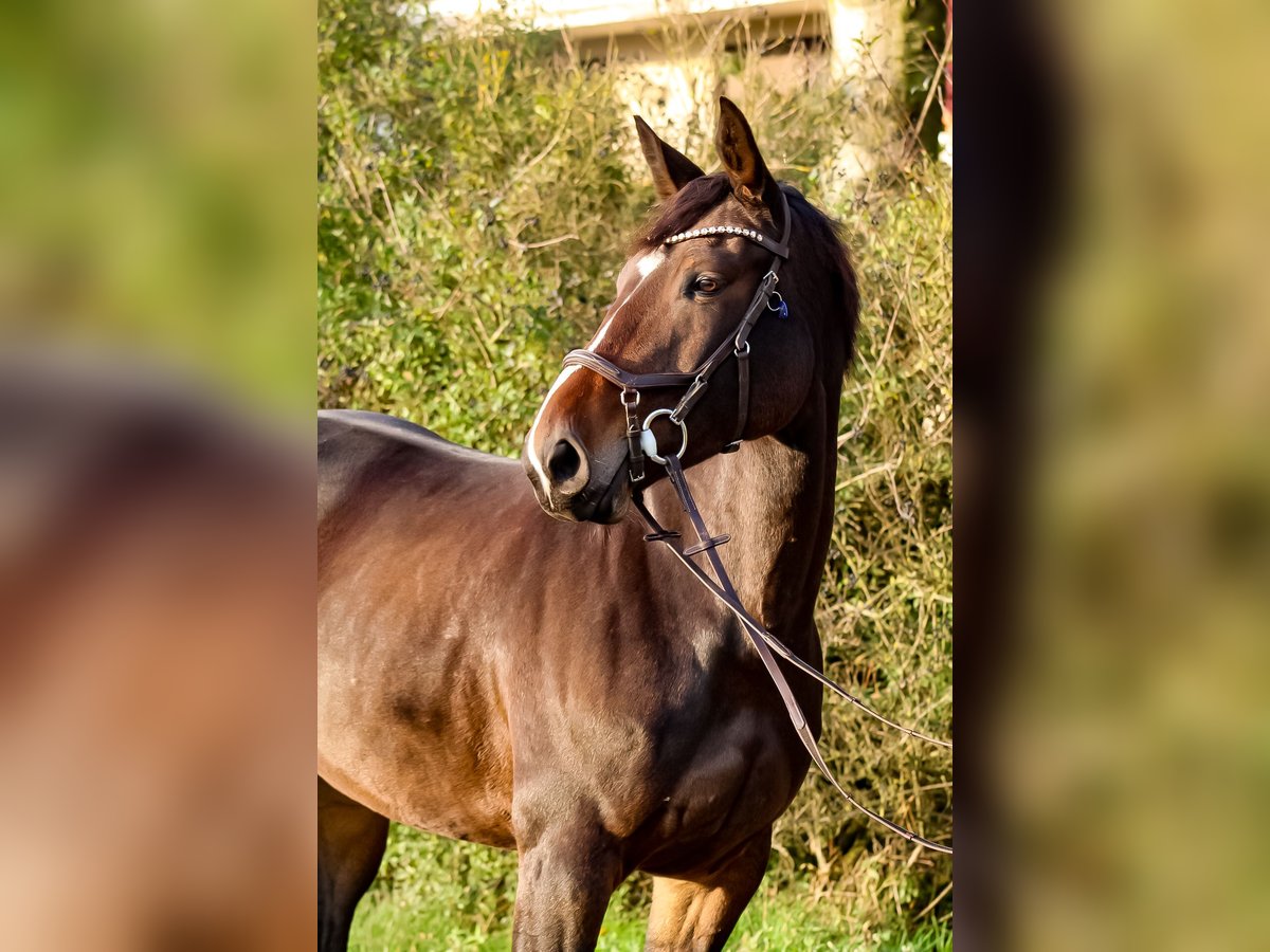 Caballo de salto Oldenburgo Yegua 8 años 168 cm Castaño oscuro in Groß Roge