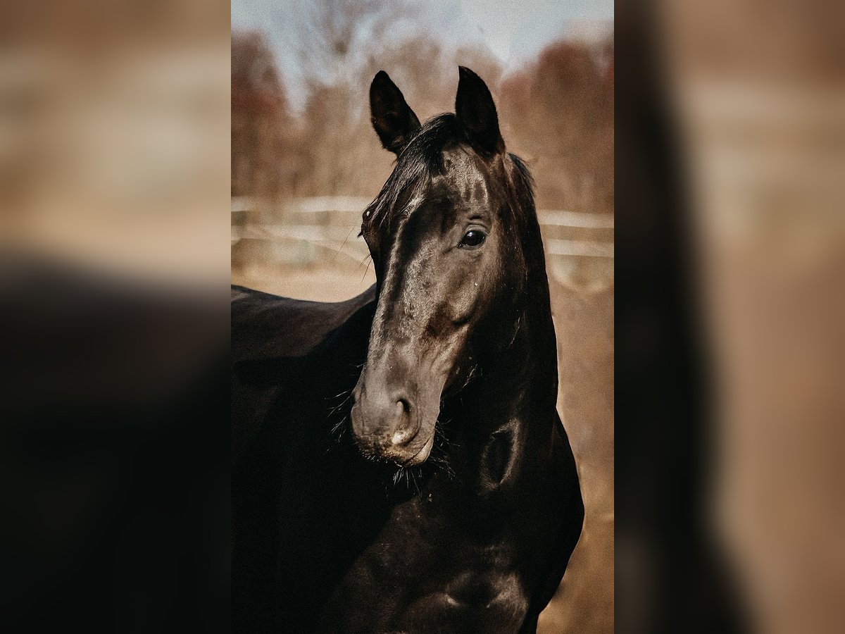 Caballo de salto Oldenburgo Yegua 8 años 168 cm Negro in Alsdorf