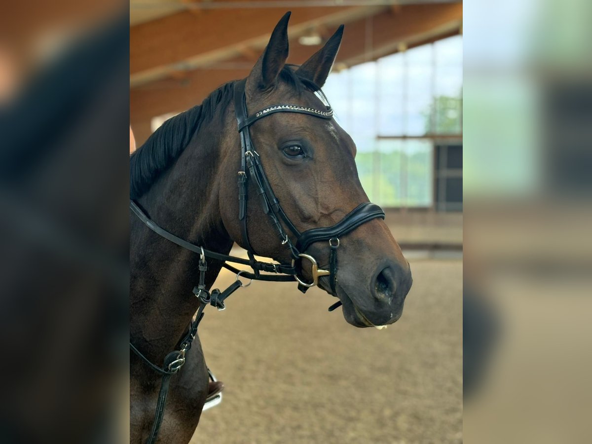 Caballo de salto Oldenburgo Yegua 8 años 170 cm Castaño in HeilbronnHeilbronn Caballo de salto Oldenburgo Yegua 8 años 170 cm Castaño in HeilbronnHeilbronn