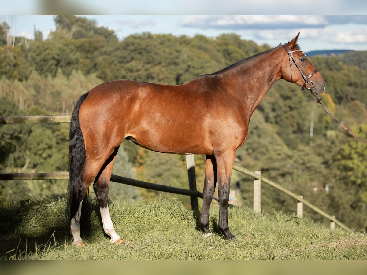 Caballo de salto Oldenburgo Yegua 8 años 170 cm Castaño in Kürten