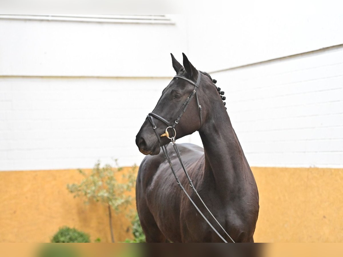 Caballo de salto Oldenburgo Yegua 8 años 175 cm Negro in Geestland